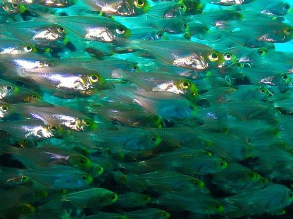 Raja Ampat Indonesia