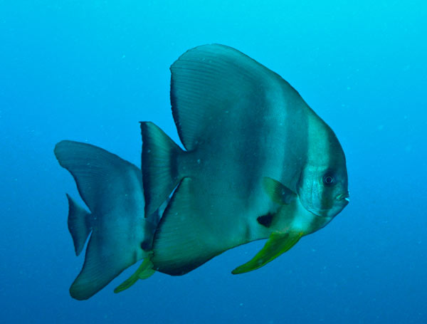 Raja Ampat Indonesia