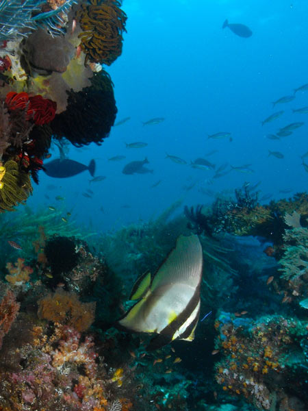 Raja Ampat Indonesia