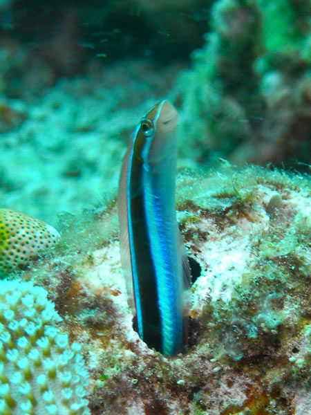 Raja Ampat Indonesia