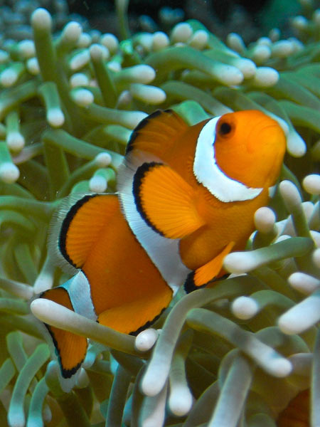Raja Ampat Indonesia