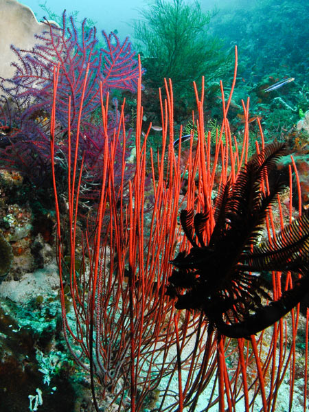 Raja Ampat Indonesia