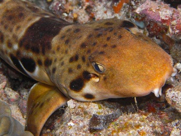 Raja Ampat Indonesia