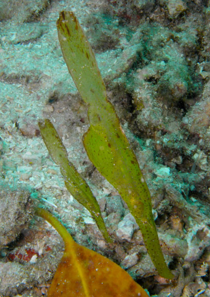 Raja Ampat Indonesia