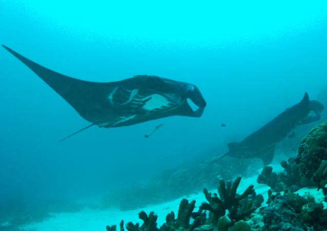 Raja Ampat Indonesia