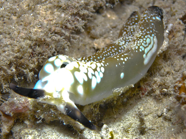 Raja Ampat Indonesia