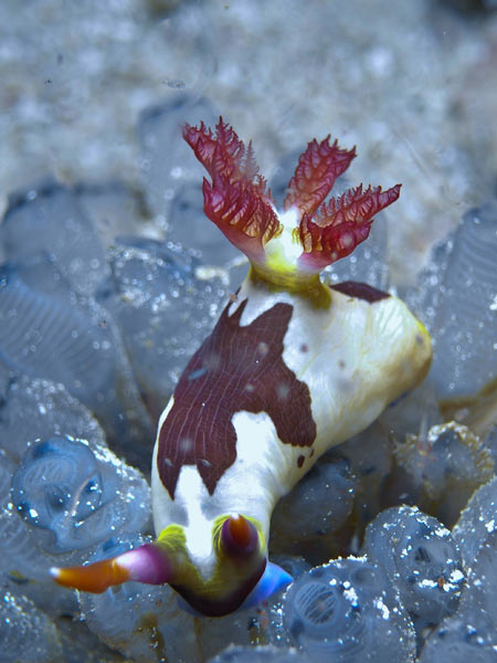 Raja Ampat Indonesia