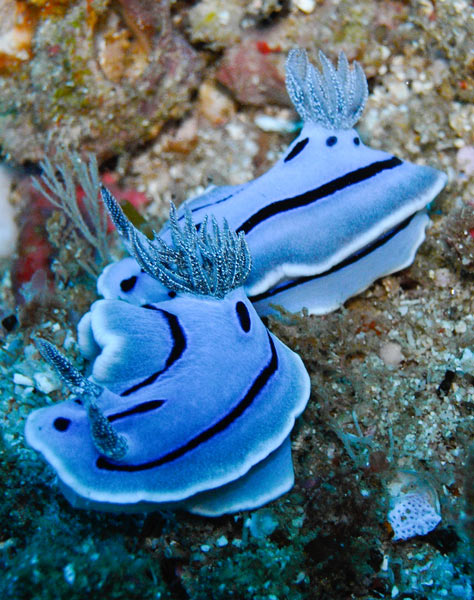 Raja Ampat Indonesia