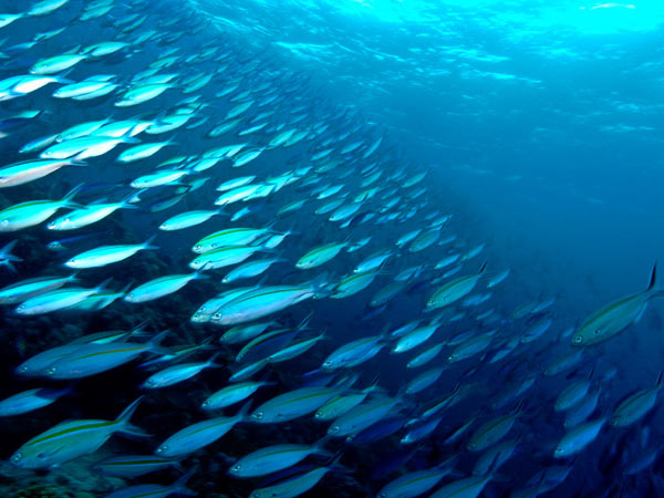 Raja Ampat Indonesia