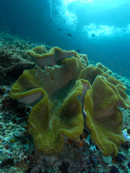 Raja Ampat Indonesia