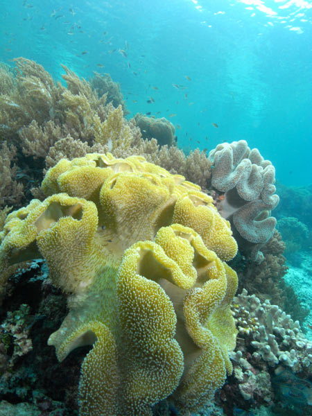 Raja Ampat Indonesia