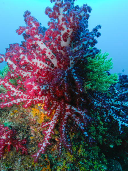 Raja Ampat Indonesia