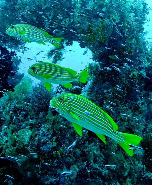 Raja Ampat Indonesia