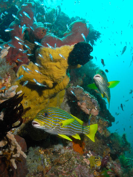 Raja Ampat Indonesia