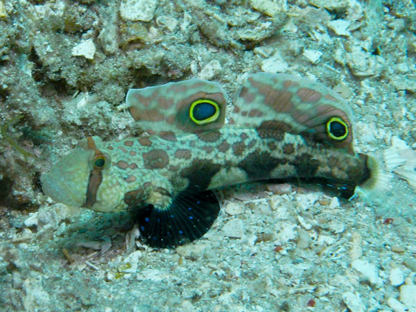 Raja Ampat Indonesia