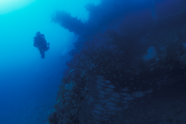 Yongala Shipwreck - Steam Ship - Australia
